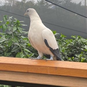 Meet your Posher, Birva